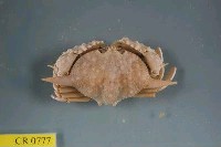 藏品(武裝筐形蟹)的圖片